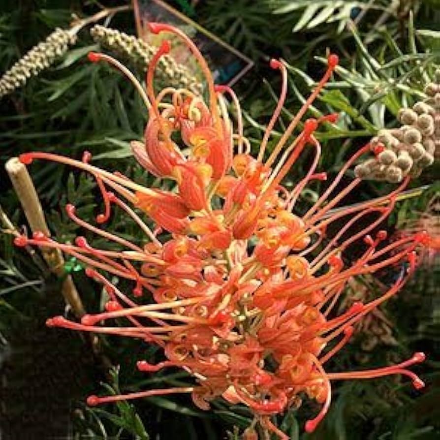 Burgundy Grevillea Robusta Seeds For Planting Flower