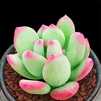 Lithops Succulent Flower seeds for Planting - Sun Loving, Heirloom & GMO Free Seeds for Home Garden
 
 Sale seeds for home garden