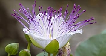 White Caper Bush Flower seeds for Planting - Shade Tolerant, Heirloom & GMO Free Seeds for Home Garden
 
 Sale for planting in home garden.