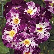 Pink Green Anthurium Flower Seeds for Planting – Seasonal Bloomer Heirloom & NonGMO Seeds for Home Garden
 
 Sale for planting in home garden