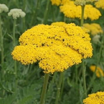 Yarrow Flower seeds for Planting - Low Maintenance, Heirloom & GMO Free Seeds for Home Garden
 
 Sale seeds for home garden