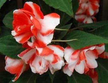 Balsam Flower Seeds For Planting - Vibrant Orange And White Blooms