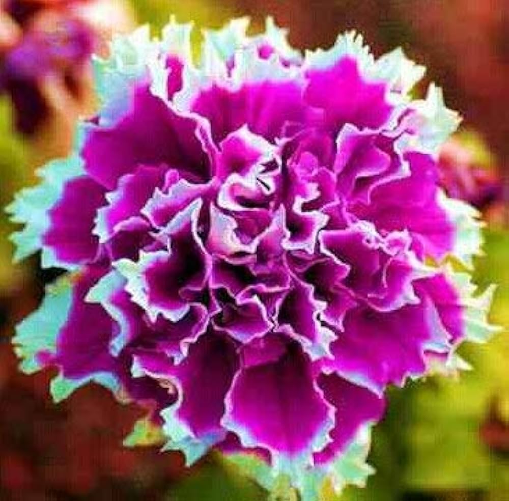 Hardy Garden Petunia Shuttlecock Seeds For Planting Flower