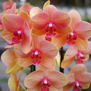 Pink Yellow Phalaenopsis Orchid Seeds Flower seeds for Planting Premium Quality Heirloom & GMO Free Seeds for Home Garden 
 
 Sale for planting in home garden