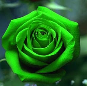 Green Rose Flower seeds for Planting - Long Bloom Season, Heirloom & GMO Free Seeds for Home Garden
 
 Sale for planting in home garden