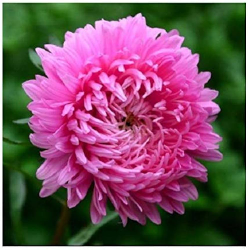 Pink Chrysanthemum Flower Seeds