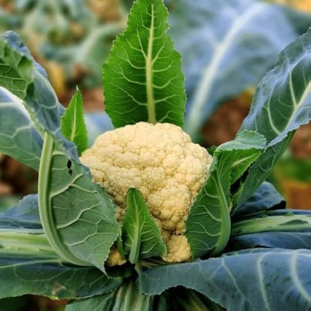 Yellow Cauliflower Seeds For Planting - Grow Vibrant And Delicious In Your Garden Vegetable Seeds