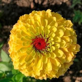 Yellow Red Zinnia Flower seeds for Planting - Cut Flower Favorite, Heirloom & GMO Free Seeds for Home Garden
 
 Sale seeds for home garden