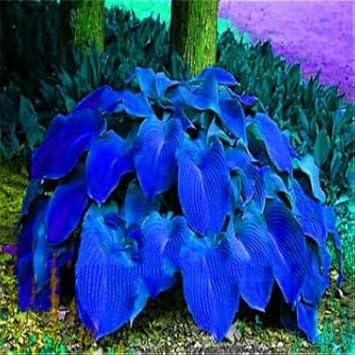 Caladium Leaf Flower seeds for Planting - Cottage Garden Essential, Heirloom & GMO Free Seeds for Home Garden
 
 Sale seeds for home garden
