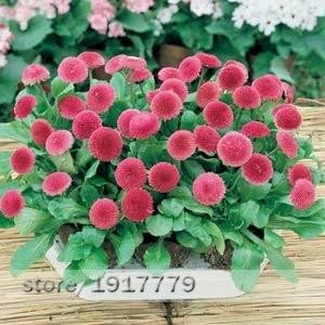 Pink Bellis Perennis Flower seeds for Planting - Premium Quality, Heirloom & GMO Free Seeds for Home Garden
 
 Sale for planting in home garden.