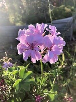 Lavender Geranium Flower seeds for Planting - Hardy Variety, Heirloom & GMO Free Seeds for Home Garden
 
 Sale for planting in home garden.
