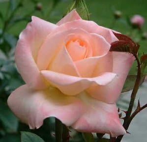 Pink Wales Rose Flower seeds for Planting - Premium Quality, Heirloom & GMO Free Seeds for Home Garden
 
 Sale for planting in home garden.