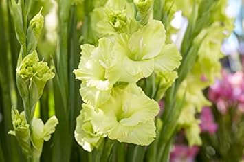 Violet Fern for Planting heirloom & NonGMO Seeds Long Bloom Season 100 Pcs pcs
 
 Sale for planting in home garden