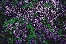 Heliotrope Marine Blue seeds for fragrant blue flowers