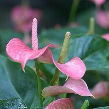 Baby Pink Anthurium Flower seeds for Planting Cottage Garden Essential Heirloom & GMO Free Seeds for Home Garden 
 
 Sale seeds for home garden planting