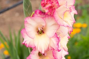 White Pink Gladiolus Planting Seeds: Grow Elegant Blooms In Your Garden Seeds