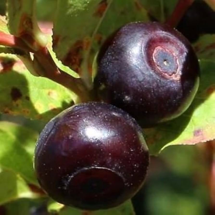 Mountain Huckleberry Bush Gaylussacia baccata for planting in berry garden