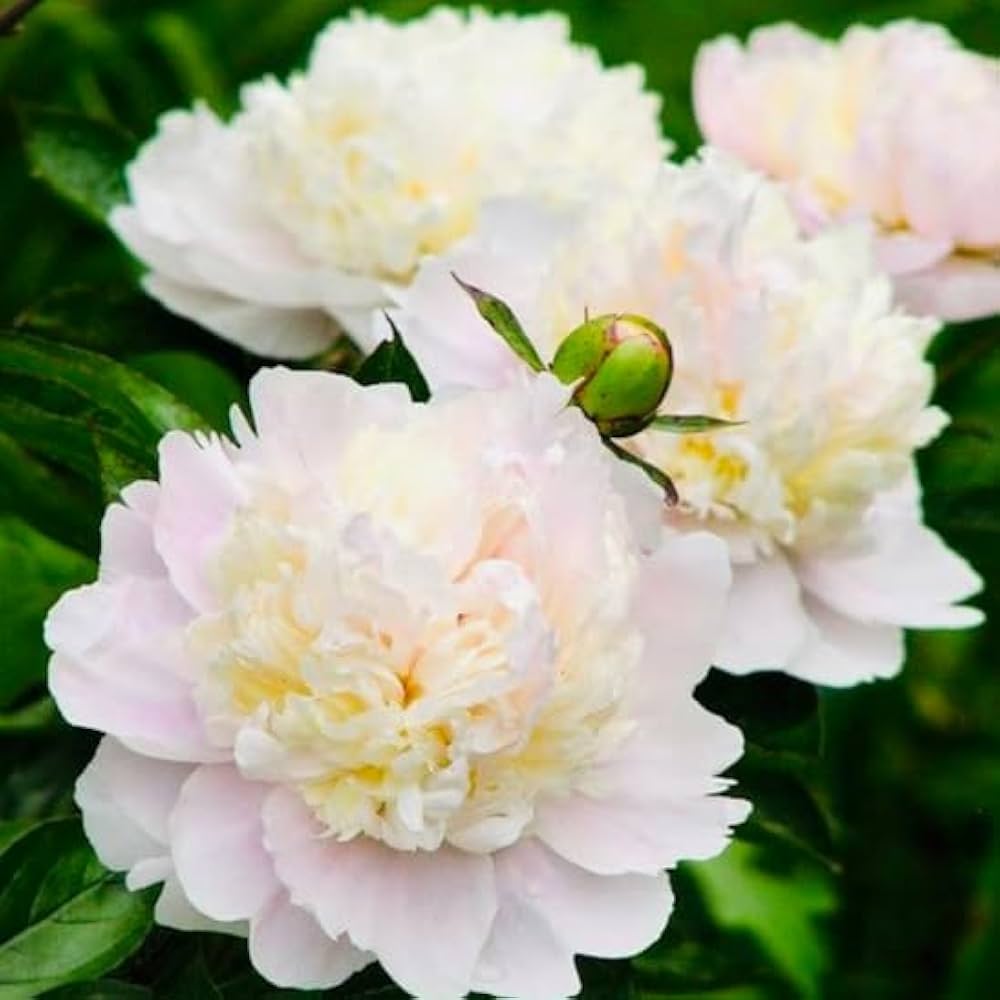 Colorful Sherbet Peony Paeonia Seeds for planting in flower bed