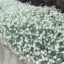 Carpet Flower seeds for Planting Colorful Display Heirloom & GMO Free Seeds for Home Garden 
 
 Sale for planting in home garden