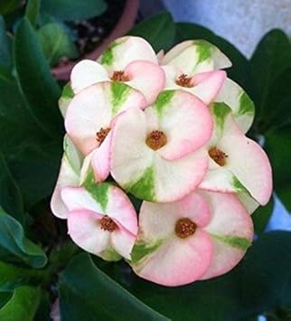 Mixed Crown of Thorns Flower seeds for Planting - Sun Loving, Heirloom & GMO Free Seeds for Home Garden
 
 Sale seeds for home garden