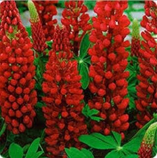 Red Lupin Flower seeds for Planting - Hardy Variety, Heirloom & GMO Free Seeds for Home Garden
 
 Sale for planting in home garden