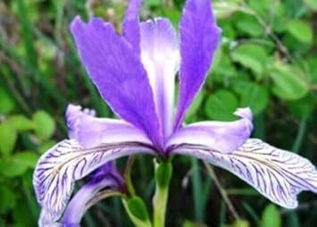 Japanese Iris Flower seeds for Planting - Vibrant Colors, Heirloom & GMO Free Seeds for Home Garden
 
 Sale seeds for home garden
