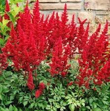 Astilbe Arendsii Flower seeds for Planting Pollinator Friendly Heirloom & GMO Free Seeds for Home Garden 
 
 Sale for planting in home garden