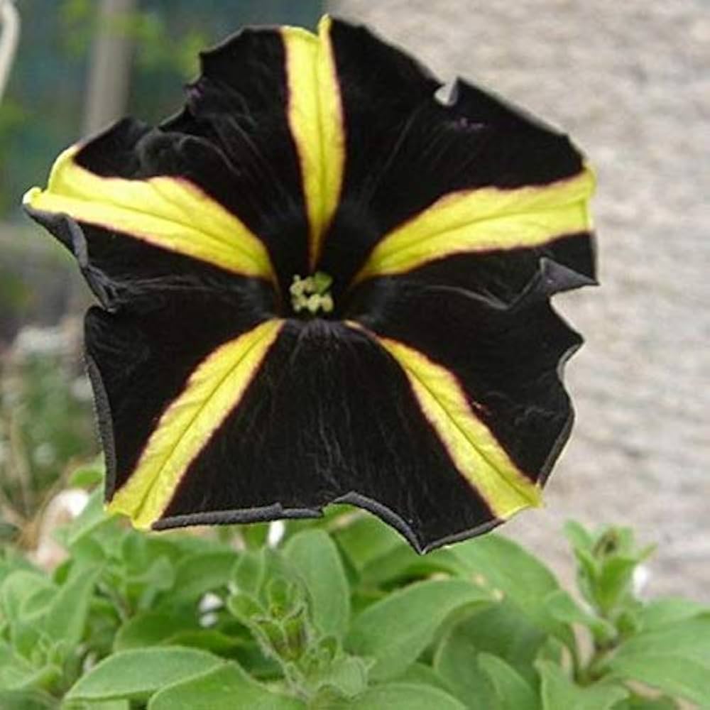 Yellow Black Petunia Seeds