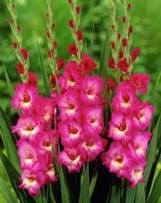 Mixed Color Gladiolus Flower Seeds for Planting Easy to Grow Heirloom & GMO Free Seeds for Home Garden
 
 Sale for planting in home garden