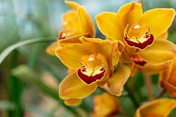 Heirloom Cymbidium Flower seeds for Planting Drought Tolerant Heirloom & GMO Free Seeds for Home Garden 
 
 Sale for planting in home garden
