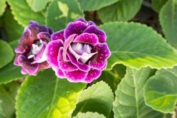 White Rainbow Potted Rose Seeds for Planting Drought Tolerant Heirloom & GMO Free Seeds for Home Garden
 
 Sale for planting in home garden