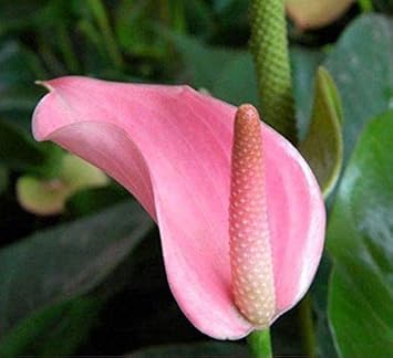 Pale Pink Anthurium Andraeanu Flower Seeds for Planting, Heirloom Non-GMO Organic Garden Seeds
 
 Sale seeds for home garden