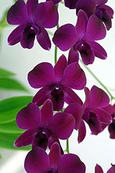 Dark Purple Dendrobium Flower seeds for Planting - Easy to Grow, Heirloom & GMO Free Seeds for Home Garden
 
 Sale for planting in home garden.