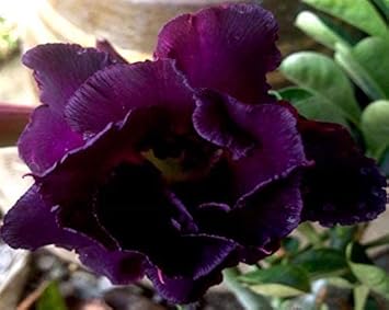 Purple Adenium Obesum Flower seeds for Planting - Drought Tolerant, Heirloom & GMO Free Seeds for Home Garden
 
 Sale seeds for home garden