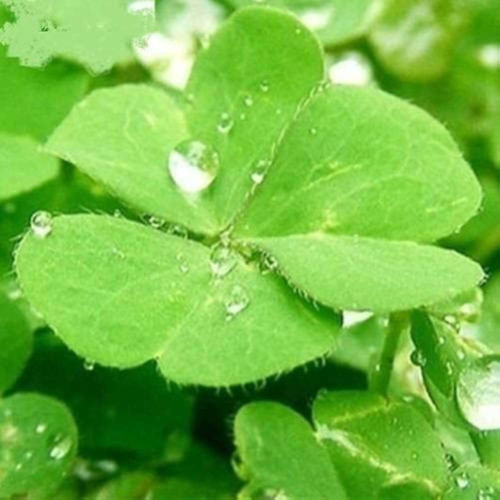 Four Leaf Clover Grass Seeds for lucky garden greenery