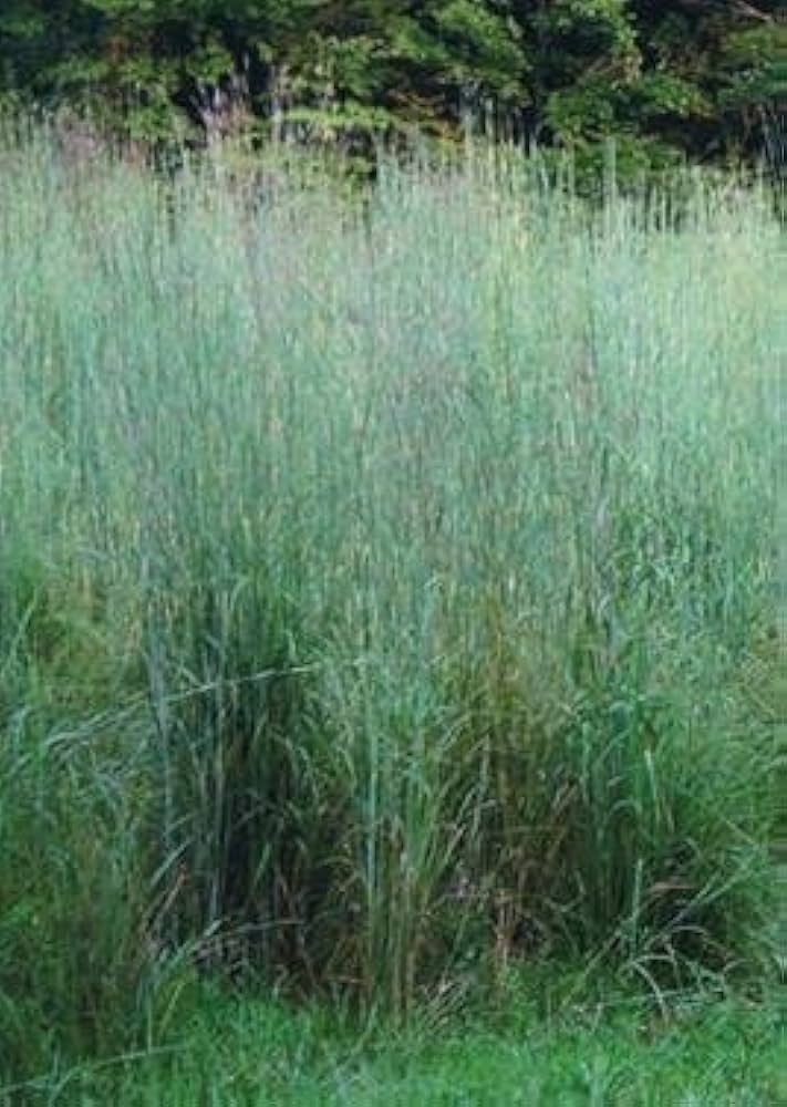 Big Bluestem Andropogon gerardii native grass seeds