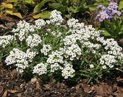 Alyssum Lobularia Flower seeds for Planting - Low Maintenance, Heirloom & GMO Free Seeds for Home Garden
 
 Sale seeds for home garden