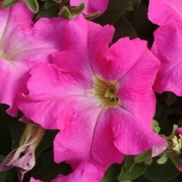 Pink Fuchsia Petunia Flower seeds for Planting - Hardy Variety, Heirloom & GMO Free Seeds for Home Garden
 
 Sale for planting in home garden.