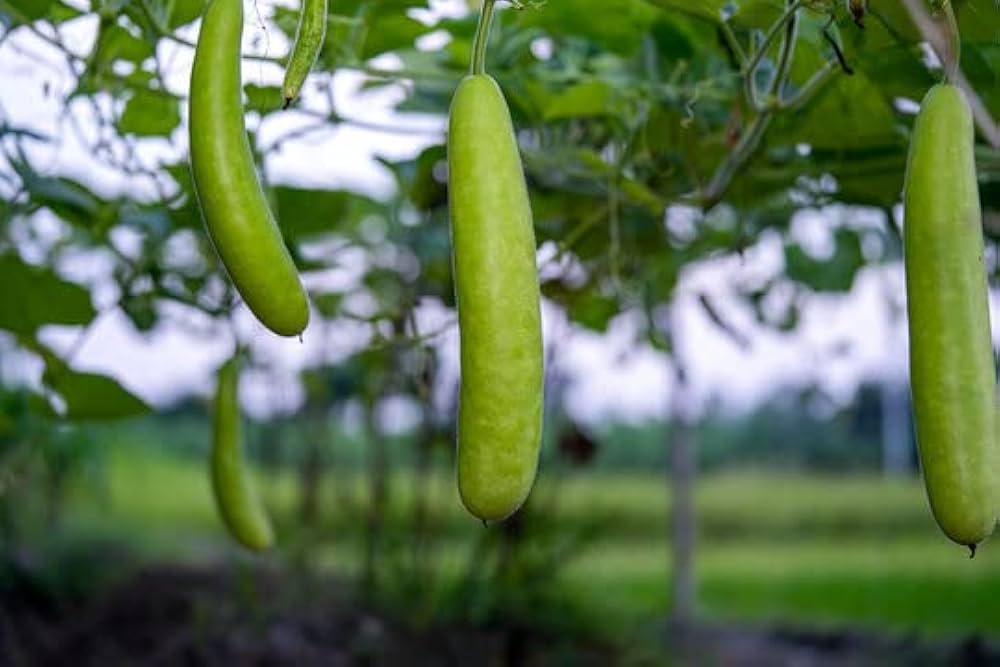 Bottle Gourd Lagenaria siceraria for planting in vegetable patch.