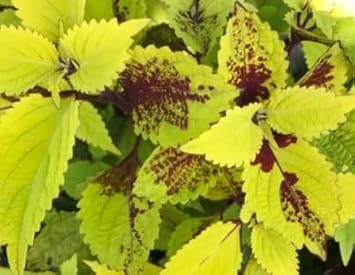 Green (Green Coleus) seeds for planting in home garden