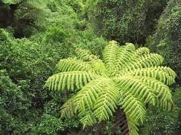 Silver Fern Tree Seeds Planting For Lush Greenery And Stunning Landscaping