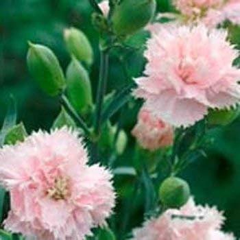 Pink Caryophyllus Flower seeds for Planting - Drought Tolerant, Heirloom & GMO Free Seeds for Home Garden
 
 Sale seeds for home garden