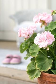Geranium Pale Pink Flower seeds for Planting - Low Maintenance, Heirloom & GMO Free Seeds for Home Garden
 
 Sale for planting in home garden