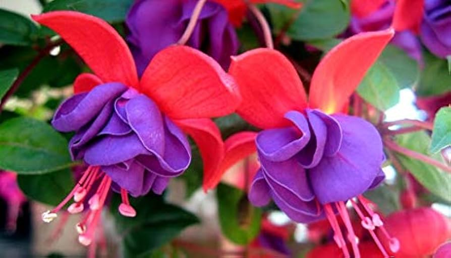 Fuchsia Seeds - Purple Double Petals For Beautiful Garden Planting