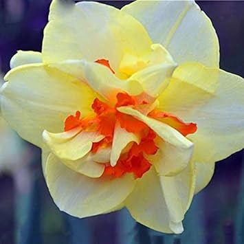 Pink Red Geranium Flower Seeds for Planting Compact Growth Heirloom & GMO Free Seeds for Home Garden
 
 Sale for planting in home garden