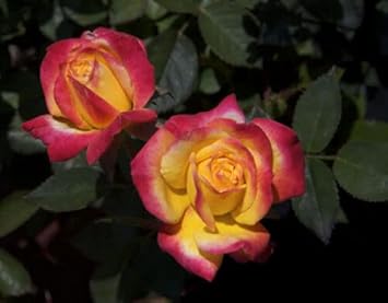 Yellow Pink Rose Flower seeds for Planting - Cottage Garden Essential, Heirloom & GMO Free Seeds for Home Garden
 
 Sale for planting in home garden