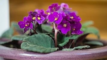 African Violets Flower seeds for Planting - Cut Flower Favorite, Heirloom & GMO Free Seeds for Home Garden
 
 Sale for planting in home garden.