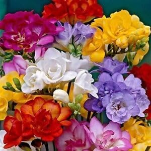 Freesia Flower seeds for Planting Pollinator Friendly Heirloom & GMO Free Seeds for Home Garden 
 
 Sale for planting in home garden