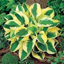 Hosta Plantain Flower seeds for Planting Wildflower Mix Heirloom & GMO Free Seeds for Home Garden 
 
 Sale for planting in home garden