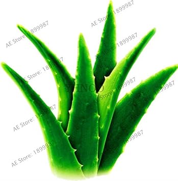 Edible Aloe Vera Flower seeds for Planting - Colorful Display, Heirloom & GMO Free Seeds for Home Garden
 
 Sale seeds for home garden
